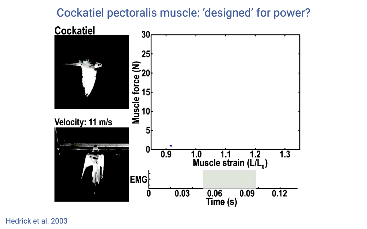 Slide titled "Cockatiel pectoralis muscle: 'designed' for power?" with a photograph of a cockatiel in flight (top left) and a freeze-frame of a flying cockatiel showing wing position at velocity 11 m/s (bottom left). Right: a force–length work loop from Hedrick et al. 2003: muscle force (N, 0–30) vs. muscle strain (L/L_0, 0.9–1.3); the loop is wide and traced counterclockwise — peak force ~22 N occurring at the upper portion of the strain range, indicating substantial positive work output during shortening. Below: an EMG trace and stimulation phase indicator showing the timing of muscle activation during the wingbeat cycle.