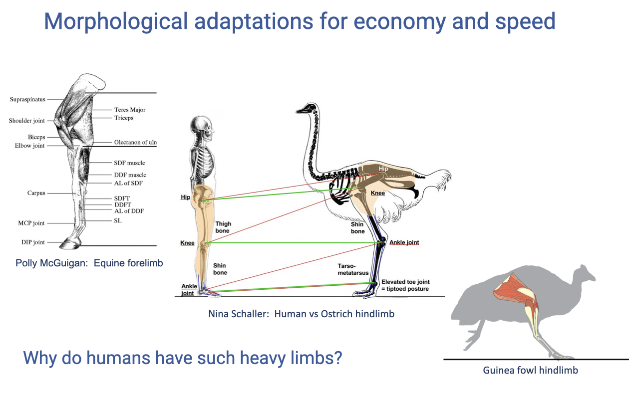 Slide titled "Morphological adaptations for economy and speed" with three anatomical diagrams: Polly McGuigan's equine forelimb (left, very tendinous distal limb); Nina Schaller's human-vs-ostrich hindlimb side-by-side comparison (middle, showing the ostrich's tiptoed posture and elevated toe joint), and a guinea fowl hindlimb (lower right). Caption at the bottom asks: "Why do humans have such heavy limbs?"