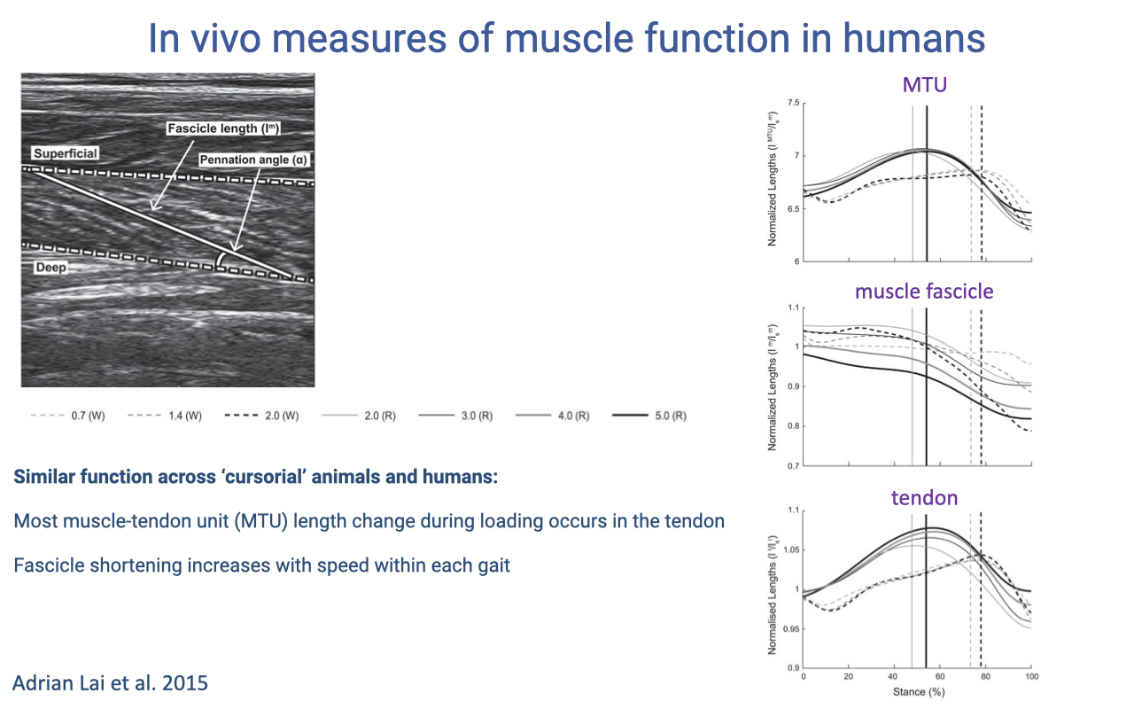 Slide titled "In vivo measures of muscle function in humans" with the same ultrasound-image panel on the left and three time-series plots on the right (Adrian Lai et al. 2015) of normalized lengths through stance (% stance) at multiple walking and running speeds: top — MTU normalized length; middle — muscle fascicle length; bottom — tendon length. The MTU plot shows a smooth dip-and-rise pattern; the fascicle plot shows mainly slow shortening; the tendon plot shows a rapid stretch-recoil pattern. Annotations: "Similar function across 'cursorial' animals and humans: Most muscle-tendon unit (MTU) length change during loading occurs in the tendon. Fascicle shortening increases with speed within each gait."