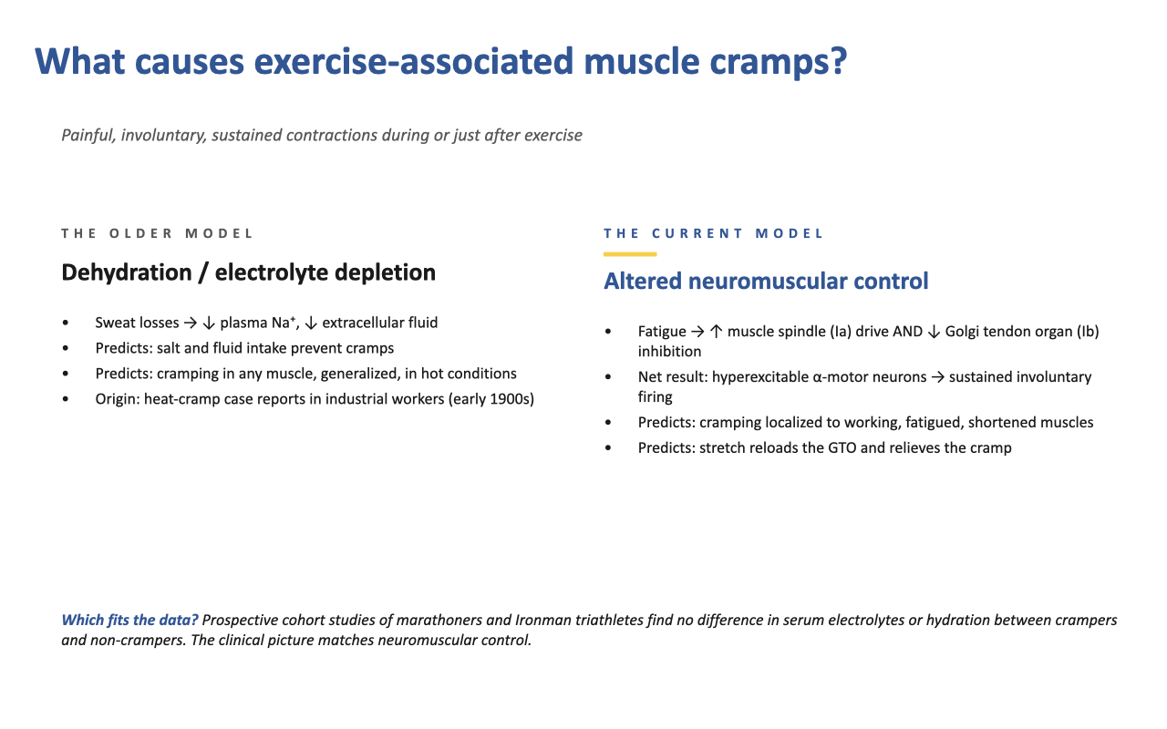 Slide titled "What causes exercise-associated muscle cramps?" with the subtitle "Painful, involuntary, sustained contractions during or just after exercise." Two side-by-side columns compare two models. Left column header "THE OLDER MODEL": Dehydration / electrolyte depletion. Bullets: sweat losses lead to decreased plasma Na+ and decreased extracellular fluid; predicts that salt and fluid intake prevent cramps; predicts cramping in any muscle, generalized, in hot conditions; origin in heat-cramp case reports in industrial workers (early 1900s). Right column header "THE CURRENT MODEL" (underlined in yellow): Altered neuromuscular control. Bullets: fatigue leads to increased muscle spindle (Ia) drive AND decreased Golgi tendon organ (Ib) inhibition; net result is hyperexcitable α-motor neurons with sustained involuntary firing; predicts cramping localized to working, fatigued, shortened muscles; predicts that stretch reloads the GTO and relieves the cramp. Bottom note in blue italic: "Which fits the data? Prospective cohort studies of marathoners and Ironman triathletes find no difference in serum electrolytes or hydration between crampers and non-crampers. The clinical picture matches neuromuscular control."