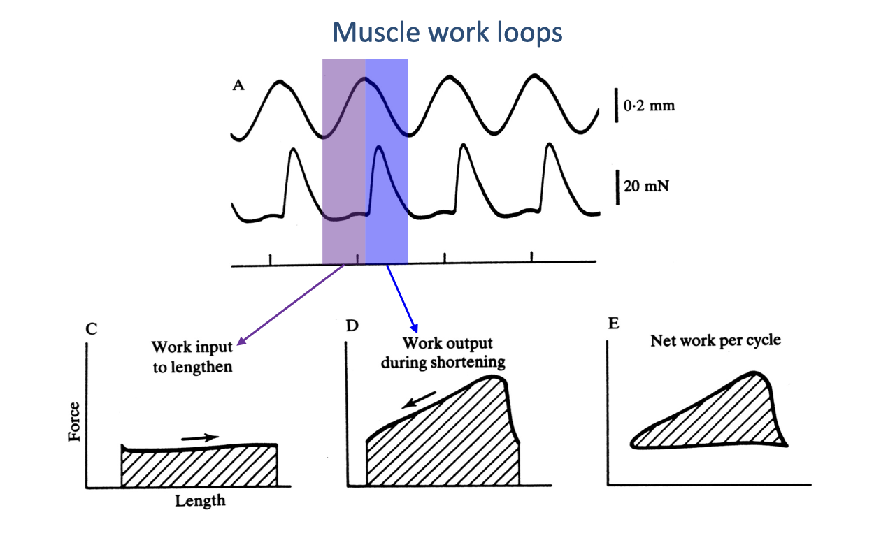 Slide titled "Muscle work loops" in blue. Top panel A shows two side-by-side time traces over several cycles: an upper sinusoidal length trace (with 0.2 mm scale bar at right) and a lower force trace (with 20 mN scale bar at right) showing periodic force peaks. A vertical purple-shaded band marks the lengthening (stretch) phase and a vertical blue-shaded band marks the shortening phase. Bottom row of three small force-vs-length plots: C ("Work input to lengthen") shows a low, narrow loop with a rightward arrow — area shaded; D ("Work output during shortening") shows a taller open loop with a leftward arrow — area shaded; E ("Net work per cycle") shows the difference — the area enclosed by the full loop, shaded.