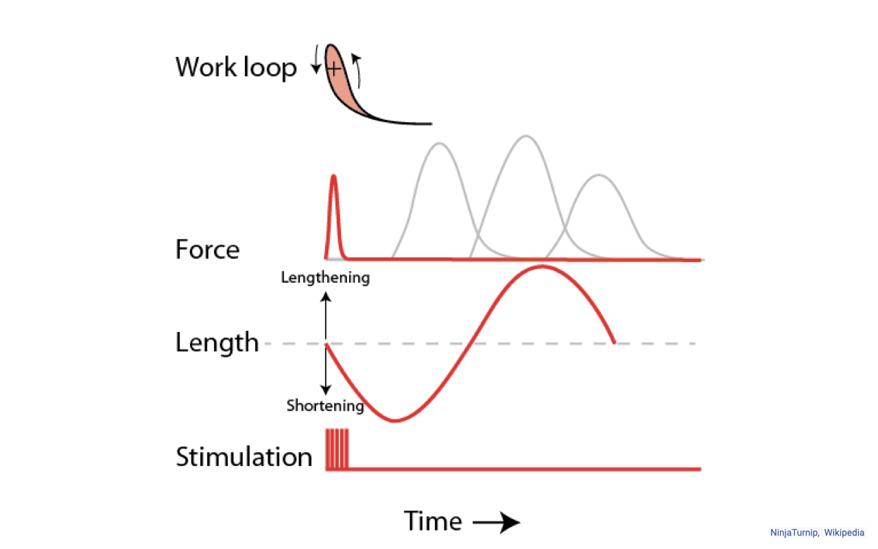 Slide showing a schematic of how stimulation timing affects work-loop shape. Top-right inset shows a small work loop with a red-shaded enclosed area and curved direction arrows. Top stack of overlapping bell-shaped force curves (in gray and red) shows how force responses to a single stimulus can layer in time. Middle traces show "Force" (a single red force pulse rising and falling early in the cycle) and "Length" (a red sinusoidal length trace with annotations "Lengthening" pointing up from the resting length line and "Shortening" pointing down). Bottom trace labeled "Stimulation" shows a brief red pulse at the start of the cycle. Caption "Time" with a rightward arrow. Source label: "NinjaTurnip, Wikipedia."
