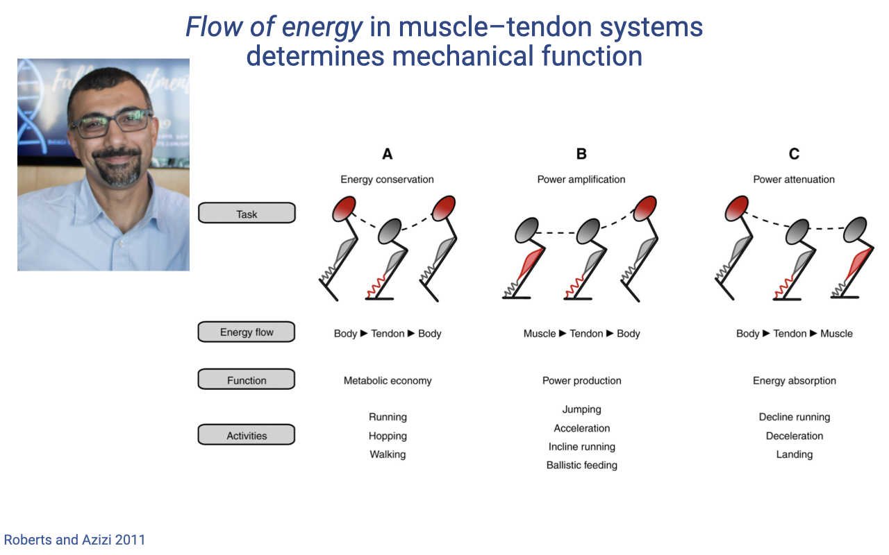 Slide titled "Flow of energy in muscle–tendon systems determines mechanical function" with a portrait of Dr. Thomas Roberts at top-left. Three columns labeled A, B, C across the slide, each with a stick-figure schematic of a body landing/jumping with one leg in red showing where active muscle is engaged, and a small spring icon at the foot indicating tendon. Row labels on the left in gray boxes: Task, Energy flow, Function, Activities. Column A — Task: "Energy conservation"; Energy flow: "Body ► Tendon ► Body"; Function: "Metabolic economy"; Activities: Running, Hopping, Walking. Column B — Task: "Power amplification"; Energy flow: "Muscle ► Tendon ► Body"; Function: "Power production"; Activities: Jumping, Acceleration, Incline running, Ballistic feeding. Column C — Task: "Power attenuation"; Energy flow: "Body ► Tendon ► Muscle"; Function: "Energy absorption"; Activities: Decline running, Deceleration, Landing. Bottom-left citation: "Roberts and Azizi 2011."