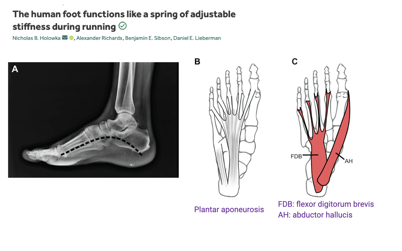 Slide titled "The human foot functions like a spring of adjustable stiffness during running" with authors Nicholas B. Holowka, Alexander Richards, Benjamin E. Sibson, Daniel E. Lieberman. Three panels: A — lateral X-ray of a human foot with a dashed curve traced along the plantar aponeurosis showing the longitudinal arch. B — anatomical line drawing labeled "Plantar aponeurosis" showing the plantar aponeurosis (passive elastic tissue) extending from the heel to the toe pads. C — anatomical line drawing labeled with FDB (flexor digitorum brevis, shown in solid red) and AH (abductor hallucis, shown in red along the medial side), the intrinsic plantar foot muscles that lie alongside the plantar aponeurosis.