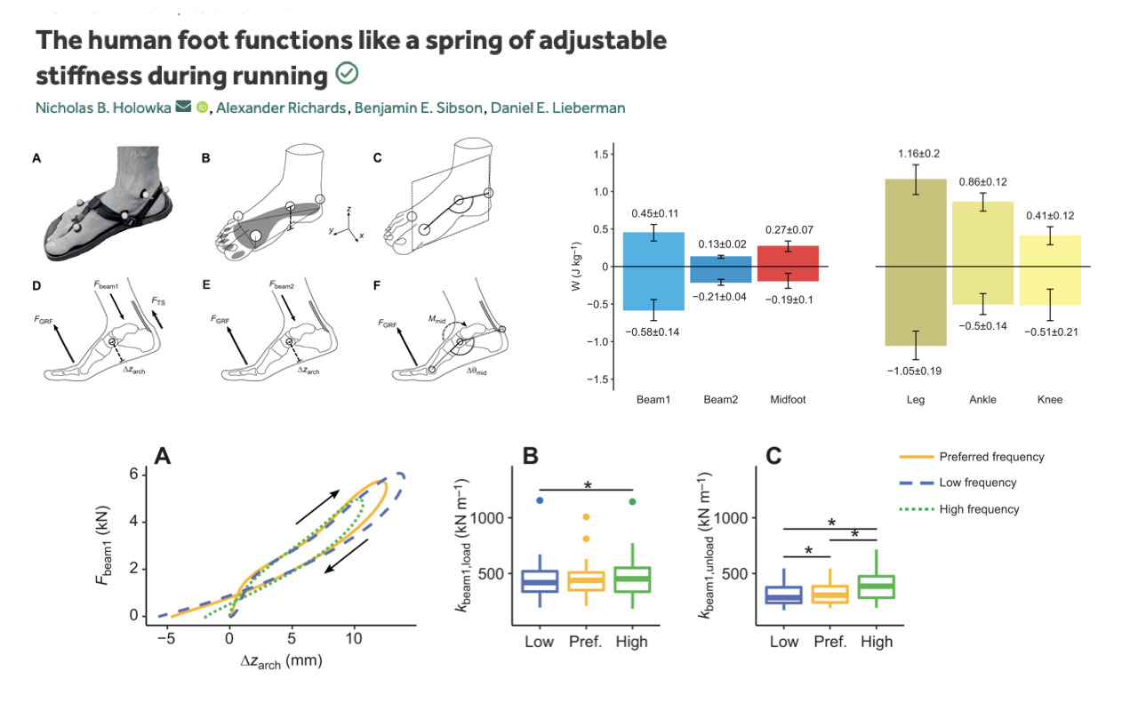 Slide continuing "The human foot functions like a spring of adjustable stiffness during running" with the same authors. Top-left: small photographs and line drawings labeled A–F showing foot anatomy and beam-bending mechanics — A is a photograph of the instrumented foot with motion-capture markers, B/C are anatomical line drawings of the foot, and D/E/F are mechanical schematics treating the foot as bending beams (Beam1, Beam2, Midfoot) with force vectors F_beam1, F_load, F_arch, M_arch labeled. Top-right: two bar charts showing work (W kg⁻¹) for three foot segments (Beam1, Beam2, Midfoot) and three more (Leg, Ankle, Knee) — positive and negative bars with error bars indicating energy storage and return at each location; specific values labeled (e.g., Beam1 0.45±0.11, Beam2 0.13±0.02, Midfoot 0.27±0.07; Leg 1.16±0.2, Ankle 0.86±0.12, Knee 0.41±0.12). Bottom-left: a work-loop plot for the arch — F_beam1 (kN) on y-axis vs. Δz_arch (mm) on x-axis, showing three loops (preferred frequency in solid orange, low frequency in dashed blue, high frequency in dotted green) with directional arrows; the loops are roughly elliptical with a clockwise sense indicating elastic energy storage and return, with slightly different stiffness slopes at each frequency. Bottom-middle: boxplot of k_beam1,load (kN m⁻¹) at low, preferred, and high frequency, with a horizontal line marked with an asterisk indicating a significant difference. Bottom-right: matching boxplot of k_beam1,unload (kN m⁻¹) at low, preferred, and high frequency with three asterisks marking significant pairwise differences.
