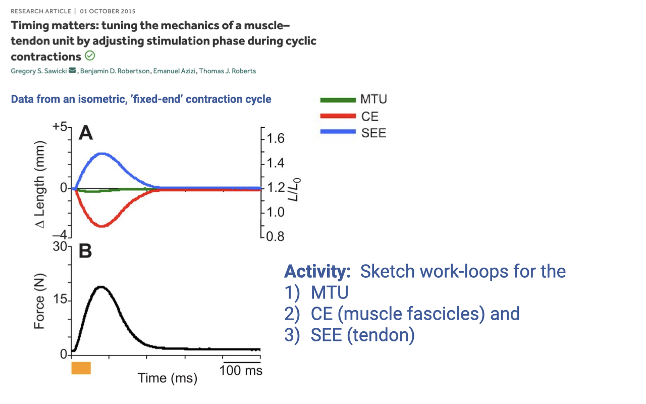 Slide titled "Timing matters: tuning the mechanics of a muscle–tendon unit by adjusting stimulation phase during cyclic contractions" with authors Gregory S. Sawicki, Benjamin D. Robertson, Emanuel Azizi, Thomas J. Roberts (research article, 01 October 2015). Subhead "Data from an isometric, 'fixed-end' contraction cycle." Top panel A: Δ Length (mm) on y-axis from −4 to +5 (left scale) and L/L₀ on y-axis from 0.8 to 1.6 (right scale) over time. Three traces — MTU (green, nearly flat at zero), CE (muscle fascicle, red, drops to about −4 mm and recovers), and SEE (tendon, blue, rises to about +3 mm and recovers). Bottom panel B: Force (N) on y-axis from 0 to 30, over the same time window — a single force pulse rising and falling on the order of 100 ms. A small orange bar at the start of the time axis marks the stimulation timing. Right-side text in blue: "Activity: Sketch work-loops for the 1) MTU 2) CE (muscle fascicles) and 3) SEE (tendon)." Citation: "Gregory S. Sawicki, Benjamin D. Robertson, Emanuel Azizi, Thomas J. Roberts."