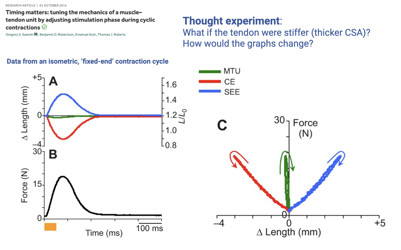 Slide repeating the Sawicki et al. fixed-end figure (panels A and B as on Slide 10). At the top right, text in blue: "Thought experiment: What if the tendon were stiffer (thicker CSA)? How would the graphs change?" Bottom-right panel C: a force–length plot with Force (N) on y-axis from 0 to 30 and Δ Length (mm) on x-axis from −4 to +5. Three work-loops are sketched: a green vertical line at ΔLength = 0 (MTU loop), a red loop on the negative side (CE/muscle, peaking around ΔL ≈ −3 mm with a counterclockwise sweep marked by red curved arrows), and a blue loop on the positive side (SEE/tendon, peaking around ΔL ≈ +3 mm with a clockwise sweep marked by blue curved arrows). Citation as on Slide 10.