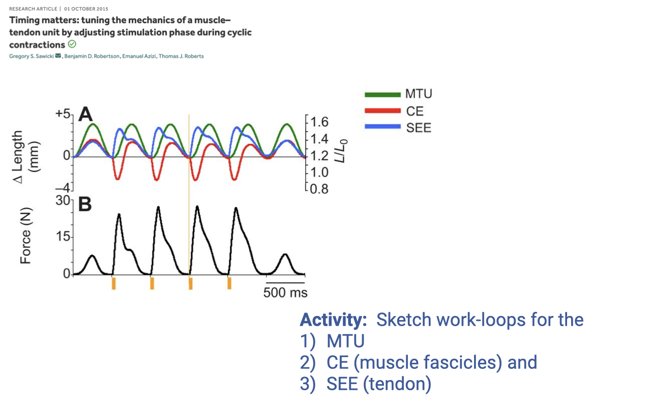Slide titled with the same Sawicki et al. citation. Top panel A: same axes as Slide 10 but extended in time, showing four repeated cycles. The green MTU trace now oscillates sinusoidally between approximately +5 and −4 mm; the red CE trace and the blue SEE trace also oscillate but with different phasing and amplitude — the CE shortens to about −3 mm before recovering and the SEE peaks at about +3 mm. Vertical orange markers along the time axis indicate the timing of repeated stimulation pulses, one per cycle. Bottom panel B: Force (N) on y-axis from 0 to 30 across the same four cycles — force rises and falls as a series of peaks, one per stimulation pulse, with a 500 ms scale bar. Bottom-right blue text: "Activity: Sketch work-loops for the 1) MTU 2) CE (muscle fascicles) and 3) SEE (tendon)."