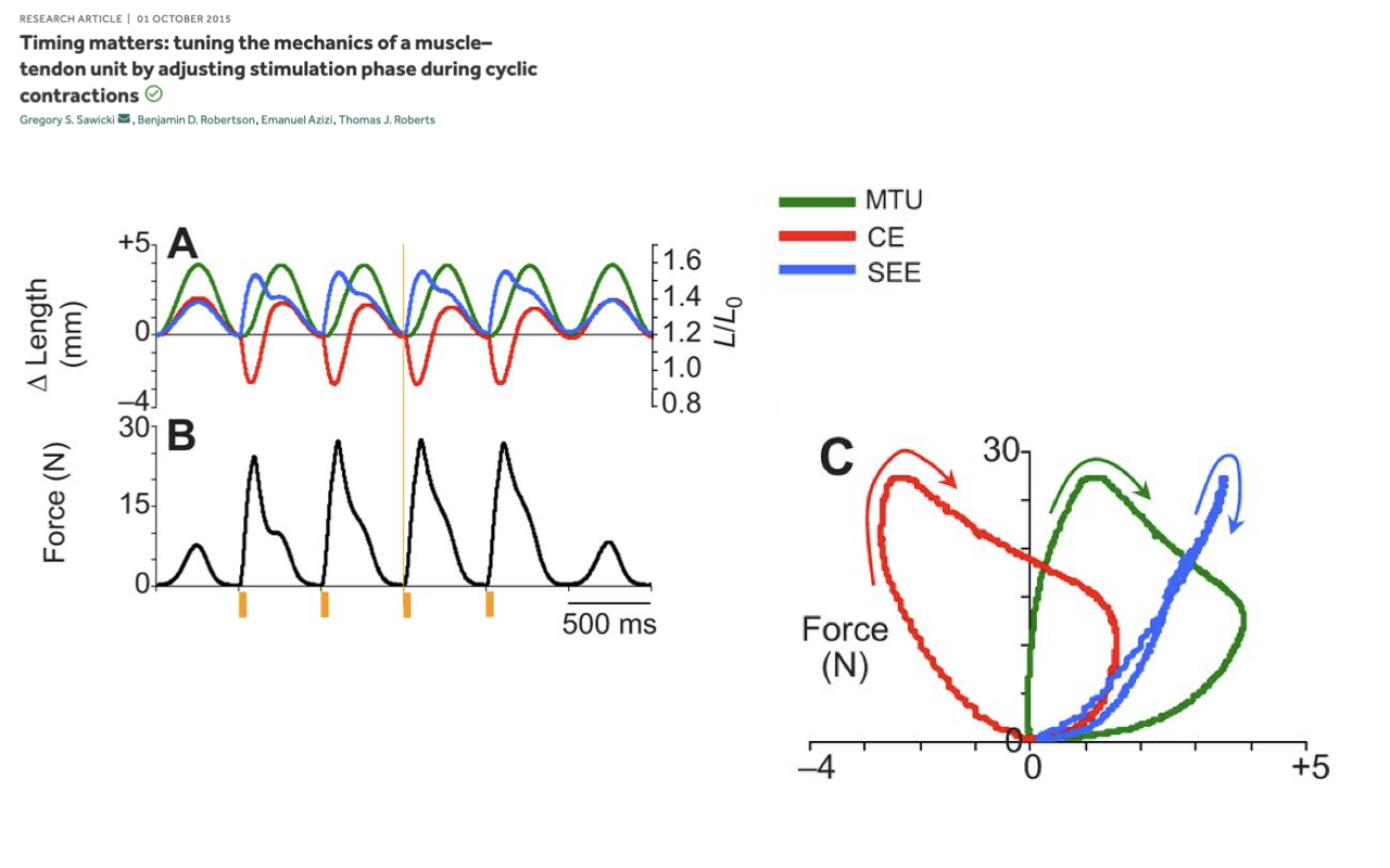Slide repeating the Sawicki et al. cyclic figure (panels A and B as on Slide 12). At the right, a new force–length panel C: Force (N) on y-axis from 0 to 30 and Δ Length (mm) on x-axis from −4 to +4. Three sketched work-loops: a green loop on the right side (MTU, broad, opening from near the origin and arching up and to the right with a counterclockwise sweep marked by green curved arrows); a red loop on the left side (CE/muscle fascicles, tilted leftward, also counterclockwise with red curved arrows); and a slim blue loop on the right (SEE/tendon, narrow and tilted with a clockwise sweep marked by a blue arrow). Together, the three loops illustrate that the MTU and CE both do positive net work, while the tendon does little net work but cycles energy elastically.