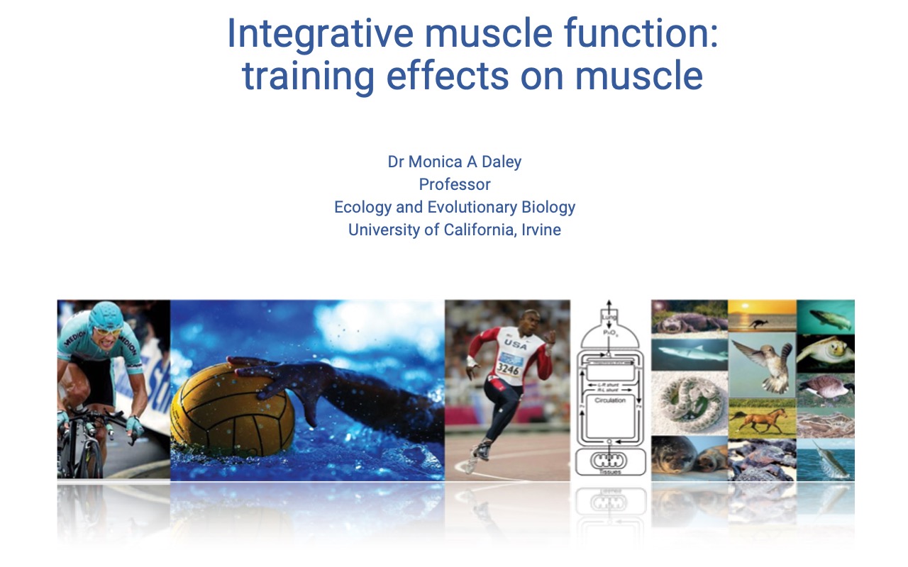 Title slide for "Integrative muscle function: training effects on muscle" by Dr. Monica A. Daley, Professor, Ecology and Evolutionary Biology, University of California, Irvine. The same background collage from earlier lectures shows a cyclist, a water polo player, a swimmer, a sprinter, an oxygen cascade schematic, and a row of comparative species (sea turtle, snake, hummingbird, kangaroo, horse, seal, lizard, croc, whale).