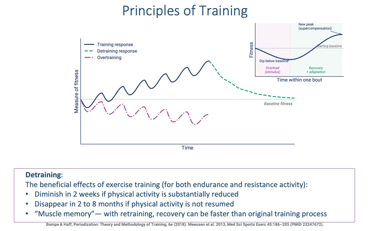 Slide titled "Principles of Training" with two plots. Main plot (left): "Measure of fitness" vs. "Time" showing three curves — a Training response (blue) that oscillates upward in stair-step fashion above baseline; a Detraining response (green dashed) that decays back toward baseline after training stops; an Overtraining curve (magenta dot-dash) that oscillates downward below baseline. Inset (upper right): "Time within one bout" curve illustrating the supercompensation cycle — overload causes a dip below starting baseline, recovery and adaptation produce a new peak above the starting baseline. Bottom box: "Detraining: beneficial effects diminish in 2 weeks if physical activity is substantially reduced; disappear in 2–8 months if physical activity is not resumed; muscle memory — with retraining, recovery can be faster than the original training process." Citations: Bompa & Haff 2018; Meeusen et al. 2013 (PMID 23247672).