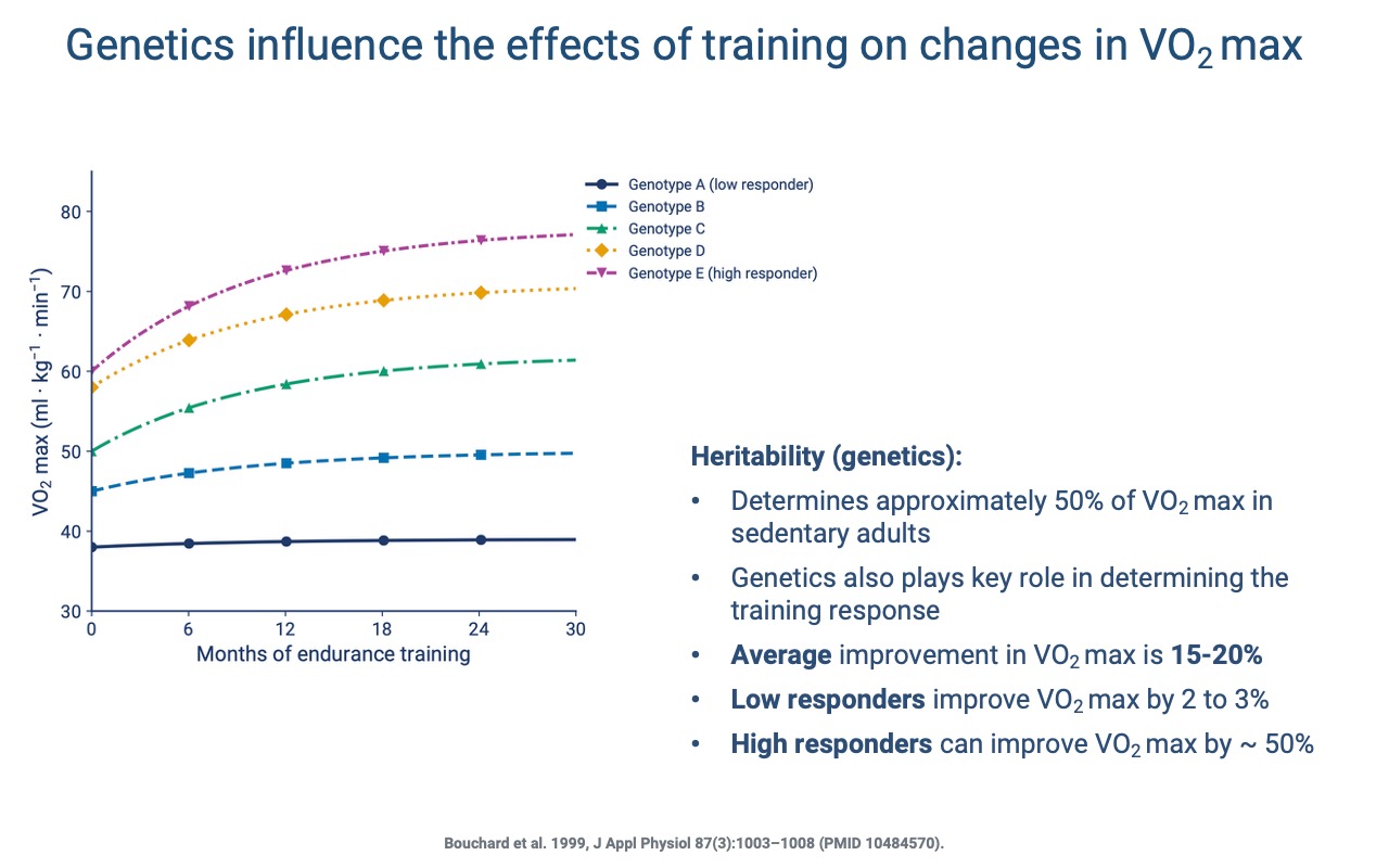 Slide titled "Genetics influence the effects of training on changes in VO2 max" showing five hypothetical genotype curves (A through E) of VO2 max (ml kg⁻¹ min⁻¹, 30–80) vs. months of endurance training (0–30). Genotype A is a low responder (~38, almost flat); genotype E is a high responder (~60 → ~77). Side bullets: heritability determines ~50% of VO2 max in sedentary adults; genetics also determines training response; average improvement is 15–20%; low responders improve 2–3%; high responders ~50%. Citation: Bouchard et al. 1999 (PMID 10484570).