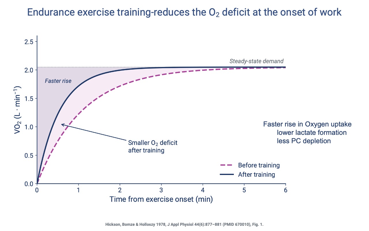 Slide titled "Endurance exercise training reduces the O2 deficit at the onset of work" plotting VO2 (L·min⁻¹, 0–2.5) vs. time from exercise onset (0–6 min). Two curves rise to a steady-state demand of ~2.05 L·min⁻¹: a magenta dashed "Before training" curve rising slowly with a large shaded O2 deficit, and a navy solid "After training" curve rising rapidly with a much smaller deficit. Annotation: "Faster rise in oxygen uptake → lower lactate formation, less PC depletion." Citation: Hickson, Bomze & Holloszy 1978 (PMID 670010), Fig. 1.