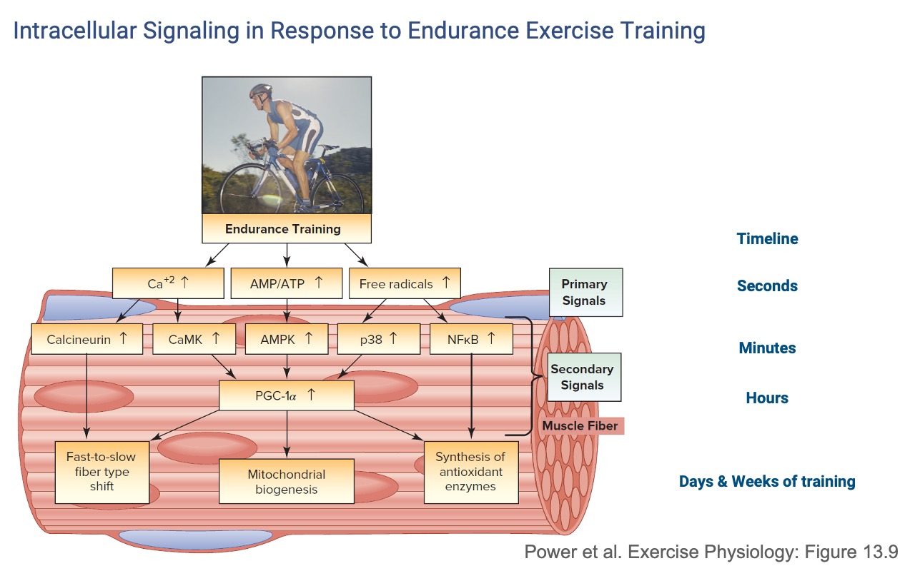 Slide titled "Intracellular signaling in response to endurance exercise training" reproducing a schematic from Powers et al. Exercise Physiology Figure 13.9. A photograph of a cyclist labeled "Endurance Training" feeds into a muscle fiber. Three primary signals (Ca²⁺ ↑, AMP/ATP ↑, free radicals ↑) act on a seconds timescale; secondary signals (Calcineurin, CaMK, AMPK, p38, NFκB) on a minutes-to-hours timescale converge on PGC-1α. Outputs (days–weeks): fast-to-slow fiber-type shift, mitochondrial biogenesis, synthesis of antioxidant enzymes.