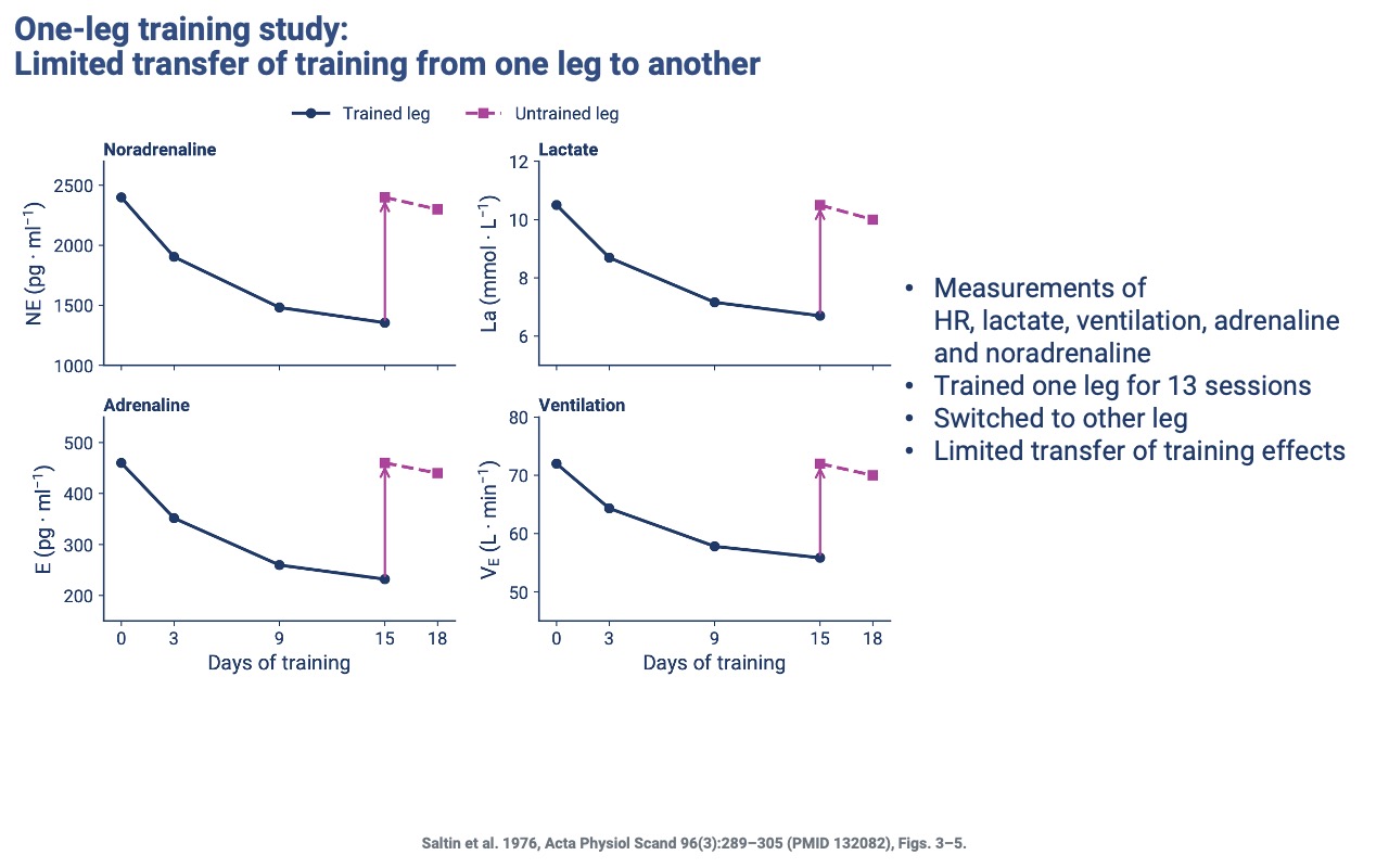 Slide titled "One-leg training study: limited transfer of training from one leg to another" showing four time-series panels (noradrenaline, lactate, adrenaline, ventilation) for trained leg (navy) and untrained leg (magenta) over days 0–18. The trained leg shows steady declines in all four variables across 15 days of training; when the untrained leg begins training at day 15, all four variables jump back to near-baseline levels and only slowly decline again. Side bullets: measurements of HR, lactate, ventilation, adrenaline, noradrenaline; trained one leg for 13 sessions; switched to other leg; limited transfer of training effects. Citation: Saltin et al. 1976 (PMID 132082), Figs. 3–5.