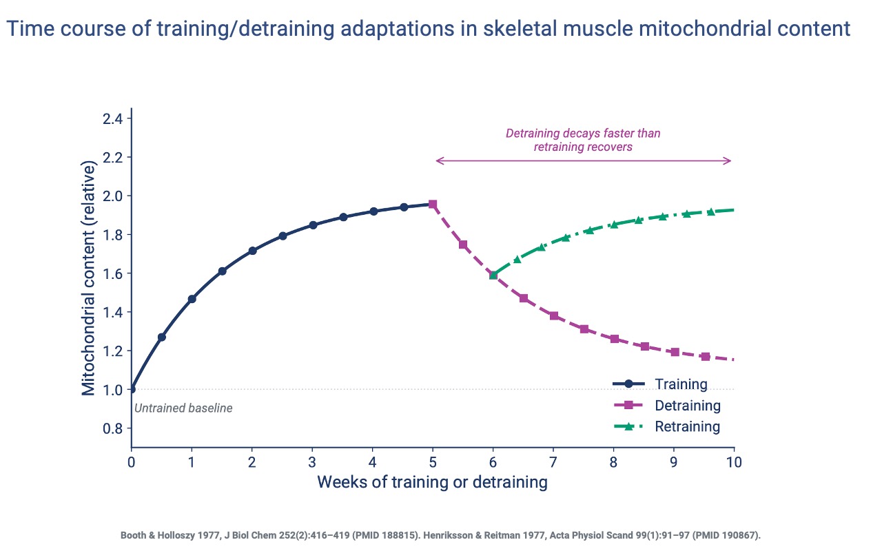 Slide titled "Time course of training/detraining adaptations in skeletal muscle mitochondrial content" plotting relative mitochondrial content (0.8–2.4) vs. weeks of training or detraining (0–10). A navy "Training" curve rises from 1.0 to ~1.95 over 5 weeks. A magenta dashed "Detraining" curve drops from 1.95 to ~1.15 over weeks 5–10. A green dot-dash "Retraining" curve rises from ~1.6 back to ~1.95 over weeks 6–10. Annotation: "Detraining decays faster than retraining recovers." Citations: Booth & Holloszy 1977 (PMID 188815); Henriksson & Reitman 1977 (PMID 190867).