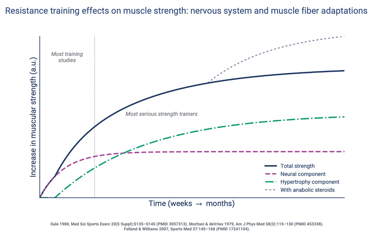 Slide titled "Resistance training effects on muscle strength: nervous system and muscle fiber adaptations" showing arbitrary-units increase in muscular strength vs. time (weeks → months). Total strength curve (navy) rises smoothly. Neural component (magenta dashed) rises rapidly and plateaus early. Hypertrophy component (green dot-dash) rises slowly and continues. A gray dotted line further above shows additional gains "with anabolic steroids." Vertical reference line marks "most training studies" at the early time point; "most serious strength trainers" continue beyond. Citations: Sale 1988 (PMID 3057313); Moritani & deVries 1979 (PMID 453338); Folland & Williams 2007 (PMID 17241104).