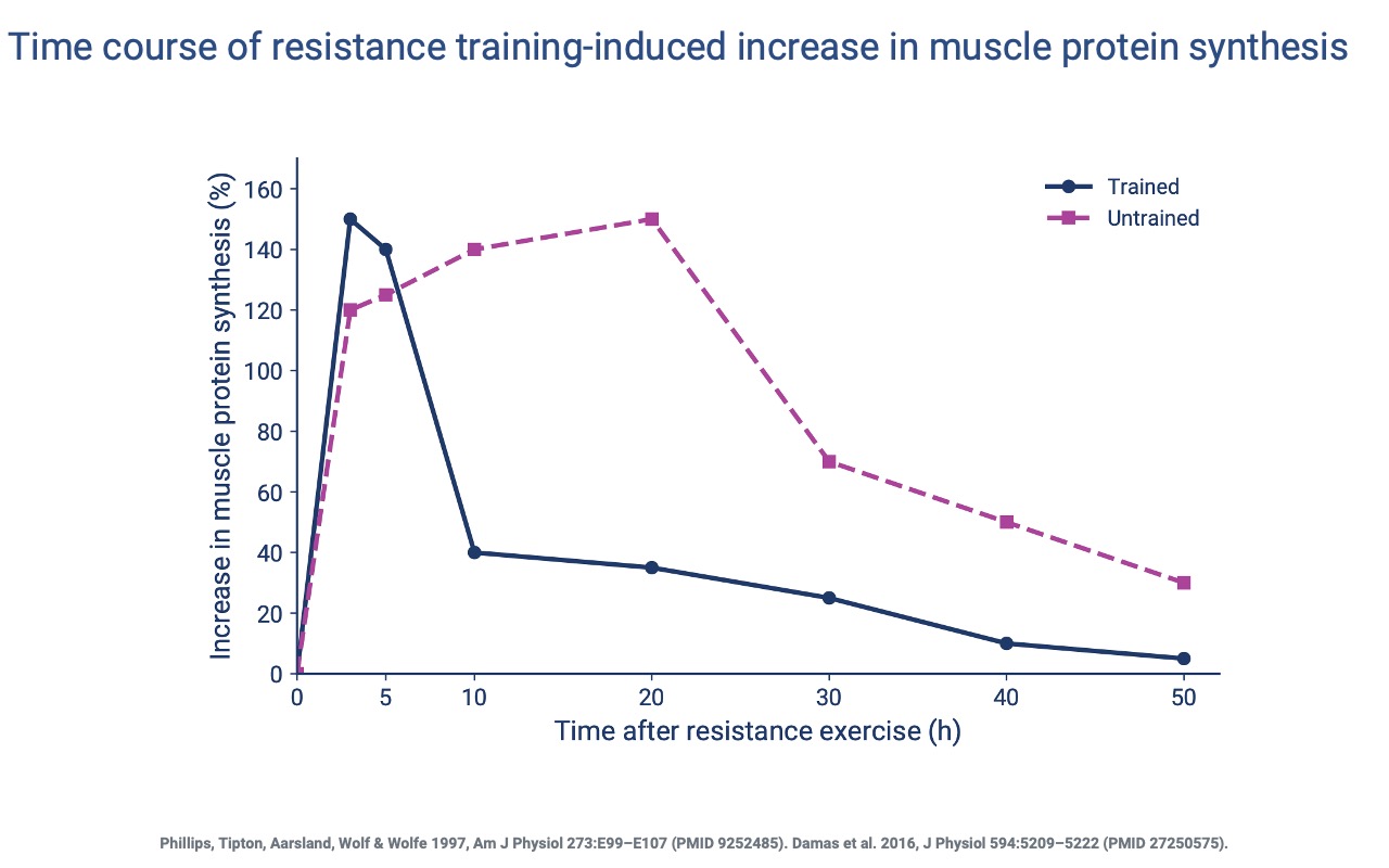 Slide titled "Time course of resistance training-induced increase in muscle protein synthesis" plotting % increase in muscle protein synthesis (0–160%) vs. time after resistance exercise (0–50 h). Trained subjects (navy solid) peak rapidly at ~150% by hour 3, then drop sharply to ~40% by hour 10 and decay slowly. Untrained subjects (magenta dashed) rise more slowly to ~150% by hour 20, then decline gradually. Citations: Phillips, Tipton, Aarsland, Wolf & Wolfe 1997 (PMID 9252485); Damas et al. 2016 (PMID 27250575).