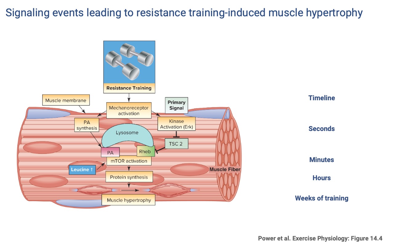 Slide titled "Signaling events leading to resistance training-induced muscle hypertrophy" reproducing a schematic from Powers et al. Figure 14.4. A "Resistance Training" image of dumbbells feeds into a muscle fiber. Mechanoreceptor activation triggers PA synthesis (left) and Erk kinase activation (right) on a seconds timescale. PA accumulates on the lysosome surface and combines with Rheb (which is released from inhibition by TSC2 when Erk inhibits TSC2) on a minutes timescale. Leucine ↑ also feeds into mTOR activation. mTOR activation (minutes) drives protein synthesis (hours), which drives muscle hypertrophy (weeks of training).