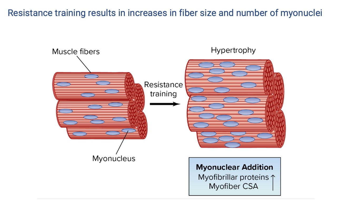 Slide titled "Resistance training results in increases in fiber size and number of myonuclei" with two schematic muscle bundles. Left: untrained muscle fibers with sparse myonuclei (blue ovals). Right (after resistance training): hypertrophied muscle fibers with more myonuclei distributed throughout. Annotation: "Myonuclear addition: myofibrillar proteins ↑, myofiber CSA ↑."