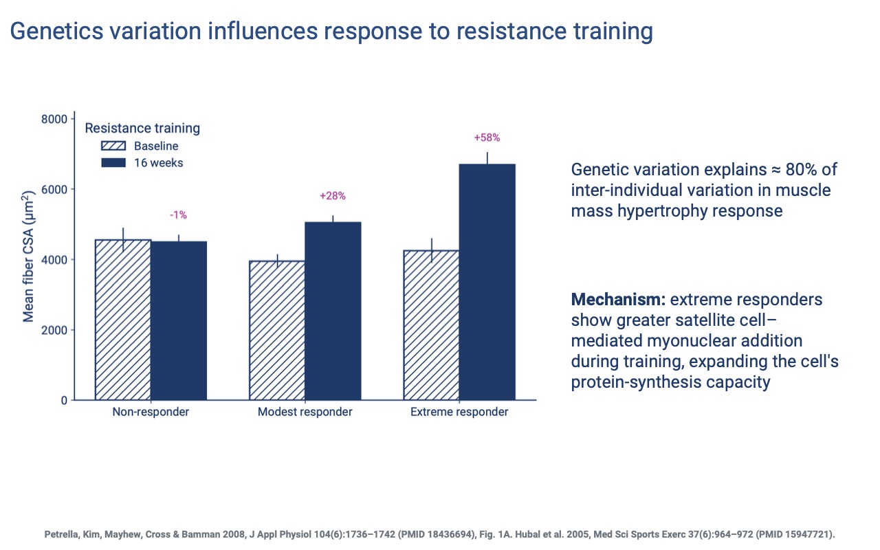 Slide titled "Genetics variation influences response to resistance training" showing mean muscle fiber CSA (μm², 0–8000) for three responder groups (Non-responder, Modest responder, Extreme responder) at baseline (hatched) and after 16 weeks of resistance training (solid blue). Non-responder: 4500 → 4500 (−1%). Modest responder: 4000 → 5100 (+28%). Extreme responder: 4250 → 6750 (+58%). Side bullets: genetic variation explains ~80% of inter-individual variation in muscle hypertrophy response; mechanism — extreme responders show greater satellite cell-mediated myonuclear addition, expanding the cell's protein-synthesis capacity. Citations: Petrella et al. 2008 (PMID 18436694), Fig. 1A; Hubal et al. 2005 (PMID 15947721).