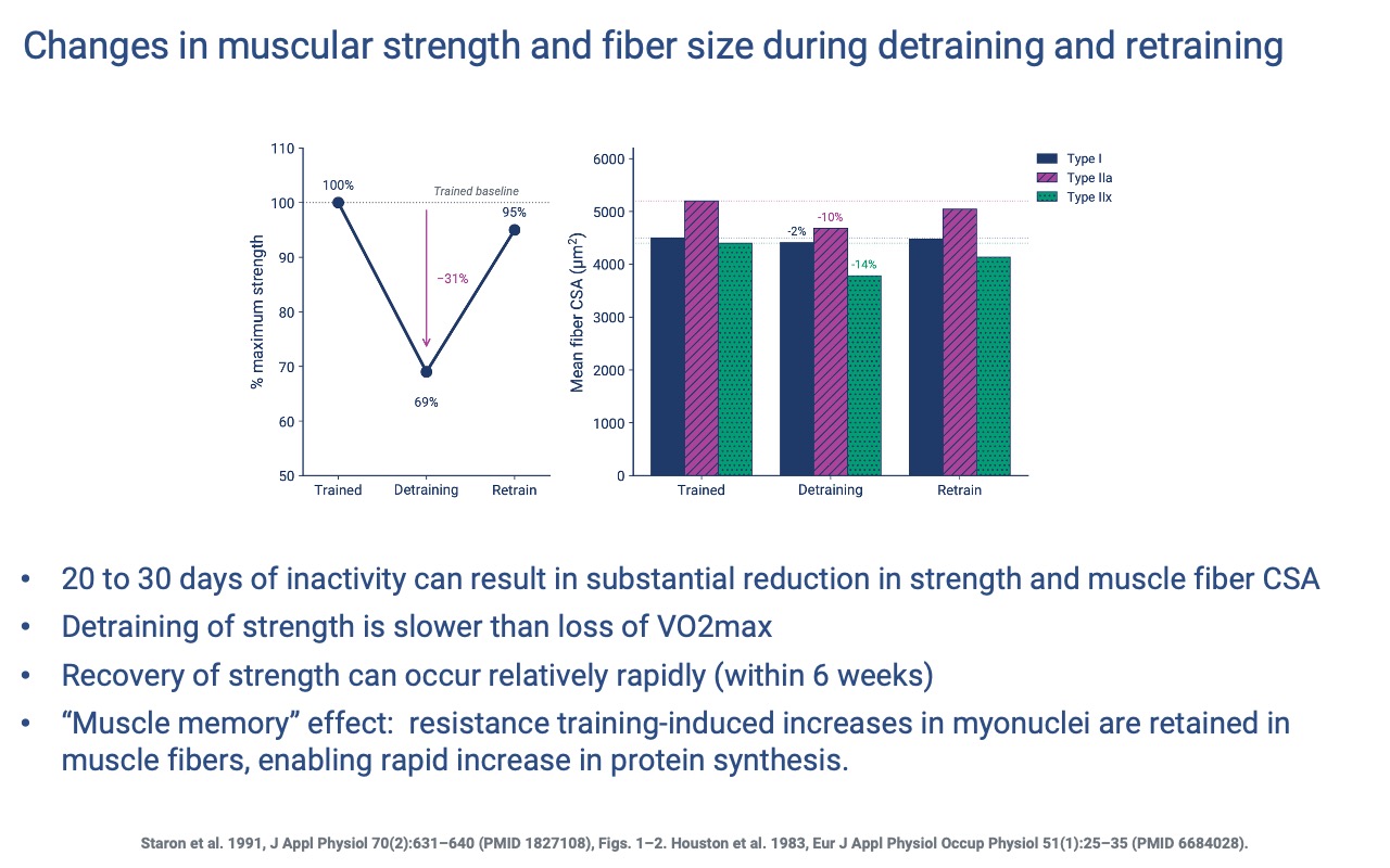 Slide titled "Changes in muscular strength and fiber size during detraining and retraining" with two plots. Left: % maximum strength at three time points — Trained (100%), Detrained (69%, −31%), Retrained (95%). Right: mean fiber CSA (μm², 0–6000) for type I (navy), type IIa (magenta), and type IIx (green) fibers at the same three time points. Type IIa fibers are largest throughout; type IIx fibers shrink most during detraining (−14%). Bullets: 20–30 days of inactivity can result in substantial reduction in strength and CSA; detraining of strength is slower than loss of VO2 max; recovery of strength can occur within 6 weeks; "muscle memory" — increases in myonuclei are retained, enabling rapid protein synthesis on retraining. Citations: Staron et al. 1991 (PMID 1827108); Houston et al. 1983 (PMID 6684028).