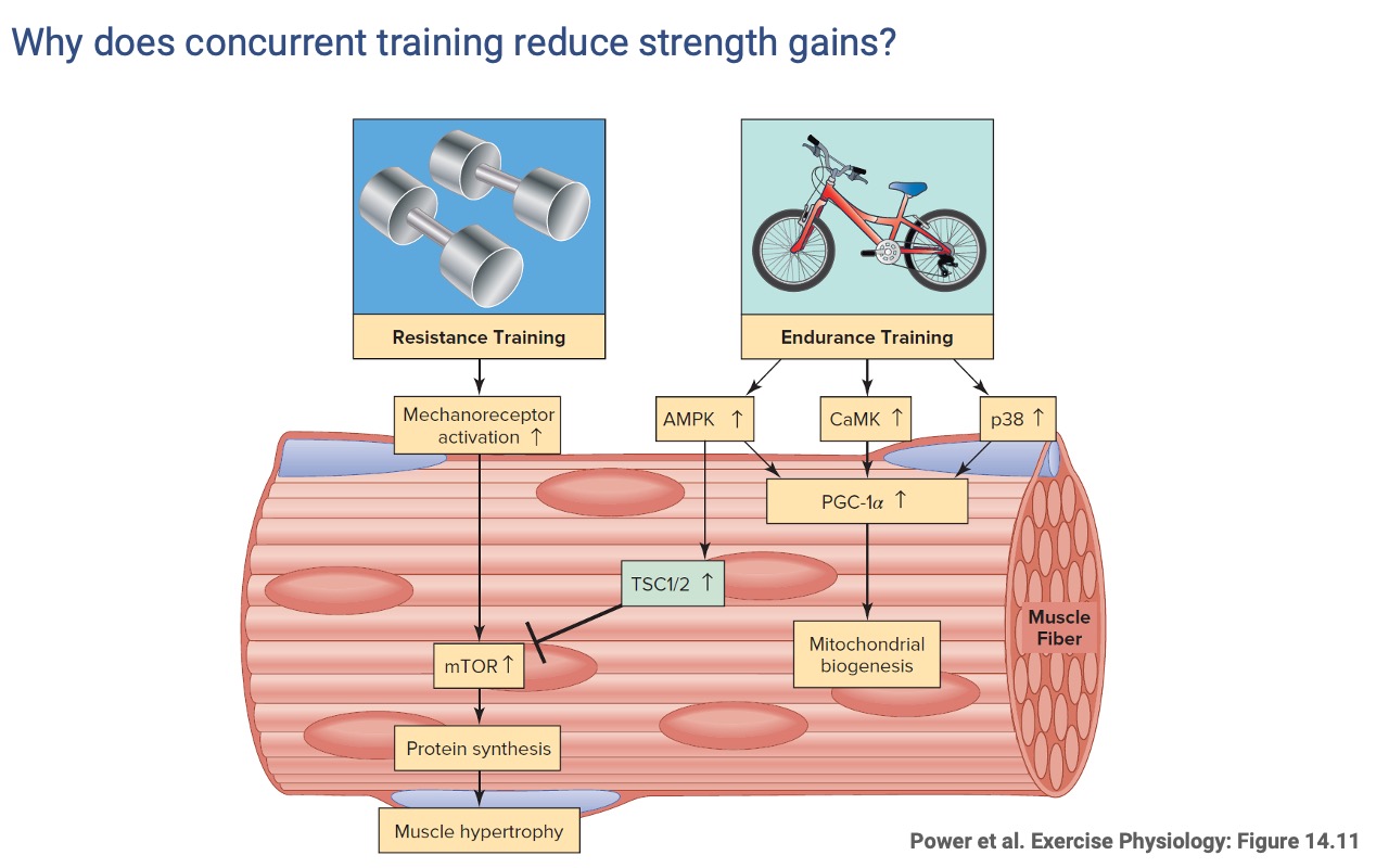 Slide titled "Why does concurrent training reduce strength gains?" reproducing a schematic from Powers et al. Figure 14.11. Resistance training (dumbbells, left) drives mechanoreceptor activation → mTOR → protein synthesis → hypertrophy. Endurance training (cyclist, right) drives AMPK, CaMK, and p38, which converge on PGC-1α and mitochondrial biogenesis. Critically, AMPK also activates TSC1/2, which inhibits mTOR, reducing protein synthesis and hypertrophy.