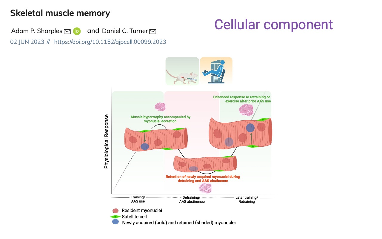 Slide titled "Skeletal muscle memory: cellular component" reproducing a figure from Sharples and Turner 2023 (https://doi.org/10.1152/ajpcell.00099.2023). A schematic shows three phases — Training/AAS use, Detraining/AAS abstinence, Later training/Retraining — with cartoon mouse and seated-human icons. During training, muscle hypertrophy is accompanied by myonuclear accretion (newly acquired myonuclei in blue, resident myonuclei in red, satellite cells in green). During detraining, muscle shrinks but the newly acquired myonuclei are retained (shown in pale blue). Upon retraining, the retained myonuclei enable an enhanced response.