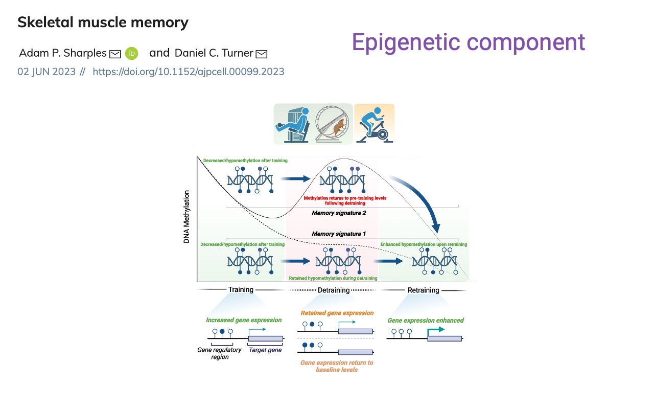 Slide titled "Skeletal muscle memory: epigenetic component" reproducing the second mechanism schematic from Sharples and Turner 2023. The y-axis is DNA methylation; three phases (Training, Detraining, Retraining) on the x-axis. Two memory signatures: signature 2 (solid curve) — methylation decreases with training, returns to pre-training levels during detraining, then drops again with retraining. Signature 1 (dashed curve) — methylation decreases with training and remains hypomethylated during detraining, leading to enhanced hypomethylation upon retraining. Lower panels show corresponding gene expression: increased during training, retained or returned to baseline during detraining, enhanced upon retraining.