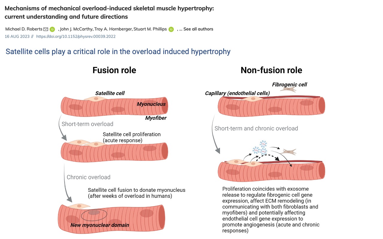 Slide titled "Mechanisms of mechanical overload-induced skeletal muscle hypertrophy" reproducing a figure from Roberts et al. 2023. Subtitle: "Satellite cells play a critical role in the overload induced hypertrophy." Left column (Fusion role): satellite cell on the surface of a muscle fiber → short-term overload → satellite cell proliferation (acute response) → chronic overload → satellite cell fusion to donate myonucleus, creating a new myonuclear domain. Right column (Non-fusion role): capillary endothelial cells and fibrogenic cells near a muscle fiber → short-term and chronic overload → exosome release regulating fibrogenic gene expression, ECM remodeling, and angiogenesis.
