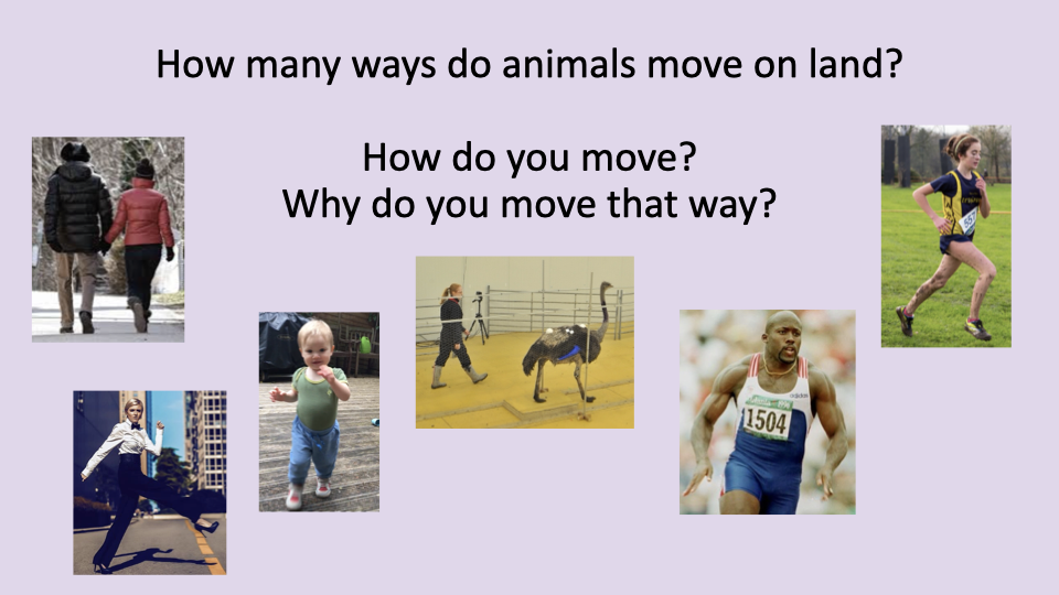 Class introduction slide on a light purple background asking "How many ways do animals move on land? How do you move? Why do you move that way?" with photographs of two adults walking, a toddler walking, an ostrich walking with a person, a sprinting man, and a woman running on grass.
