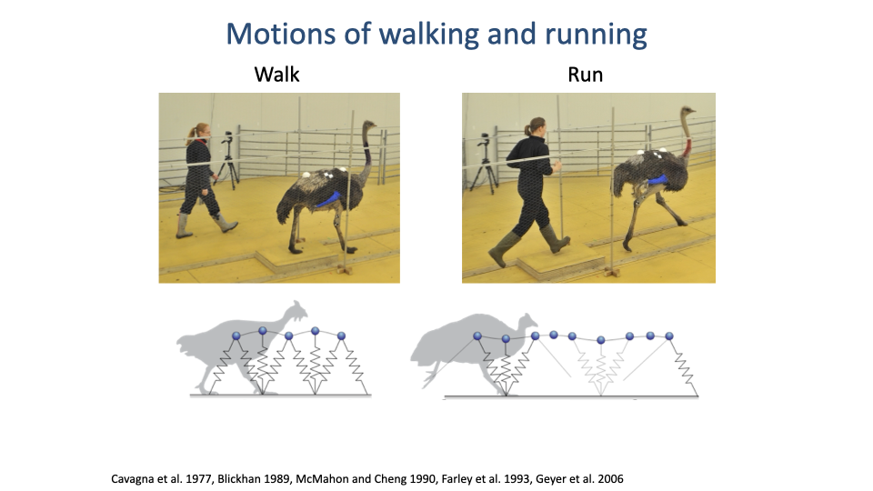 Slide titled "Motions of walking and running" with side-by-side lab photographs of a human walking next to an ostrich (left) and a human running next to an ostrich (right). Below each photograph is a stick-figure schematic with sphere-and-spring leg representations showing the characteristic mass-spring trajectory of the body across a stride. Citations: Cavagna et al. 1977, Blickhan 1989, McMahon and Cheng 1990, Farley et al. 1993, Geyer et al. 2006.