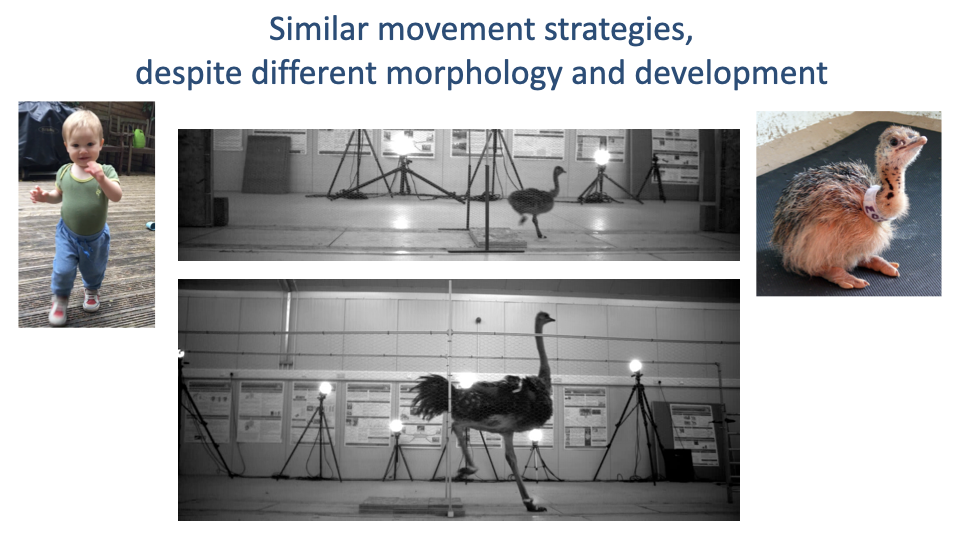 Slide titled "Similar movement strategies, despite different morphology and development" with three photographs: a human toddler walking, a young ostrich (Edgar) standing, and an adult ostrich on a treadmill in the lab. Below: time-lapse motion-capture photographs of the adult ostrich walking and running across a track.
