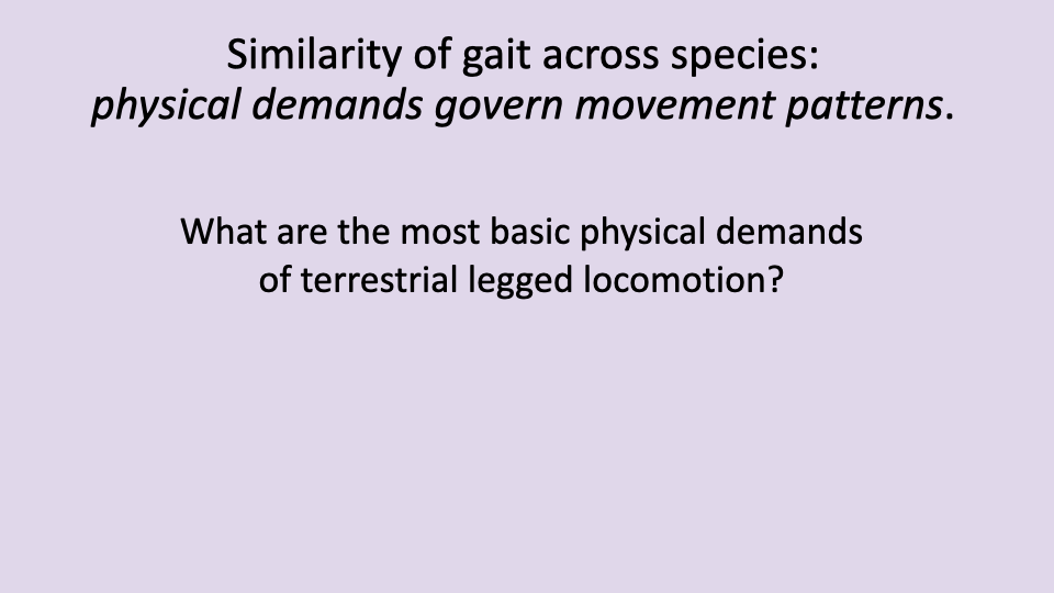 Slide titled "Similarity of gait across species: physical demands govern movement patterns" on a light-purple background, with the prompt "What are the most basic physical demands of terrestrial legged locomotion?"