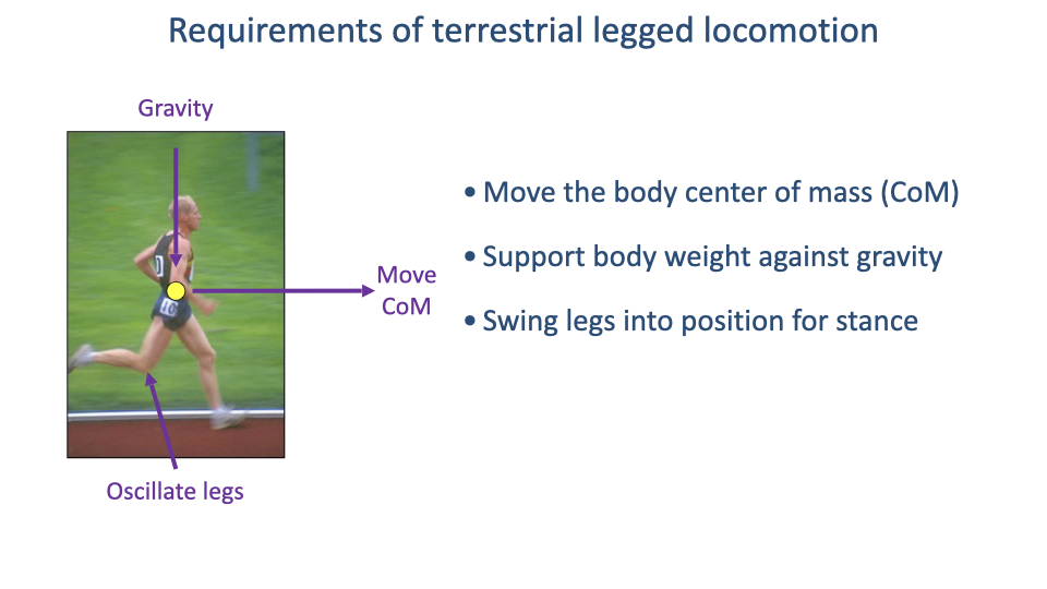 Slide titled "Requirements of terrestrial legged locomotion" with a side-view photograph of a runner. Three labeled arrows point to the runner: "Gravity" (downward), "Move CoM" (forward, from a yellow center-of-mass dot), and "Oscillate legs" (curved arrow at the swing leg). Three text bullets list: move the body center of mass; support body weight against gravity; swing legs into position for stance.