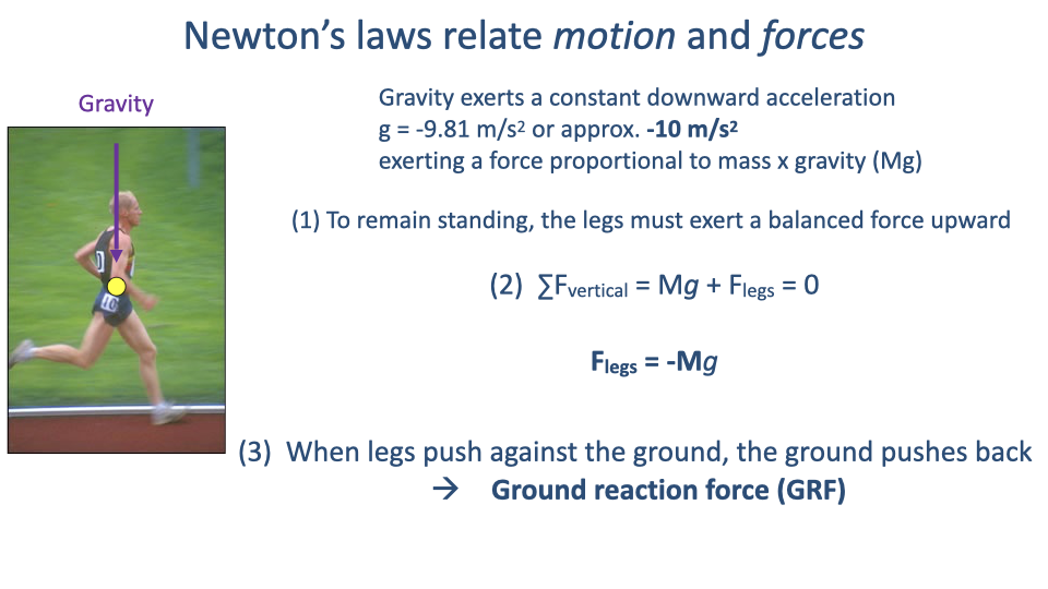 Slide titled "Newton's laws relate motion and forces" with the same runner photograph and "Gravity" arrow on the left. Right side text gives gravitational acceleration g = −9.81 m/s² (≈ −10 m/s²) and three numbered statements: (1) gravity exerts a force proportional to mass × gravity (Mg); (2) to remain standing, the legs must exert a balanced upward force, with vertical force balance ΣF_vertical = Mg + F_legs = 0, giving F_legs = −Mg; (3) when legs push against the ground, the ground pushes back with an equal and opposite force — the ground reaction force (GRF).