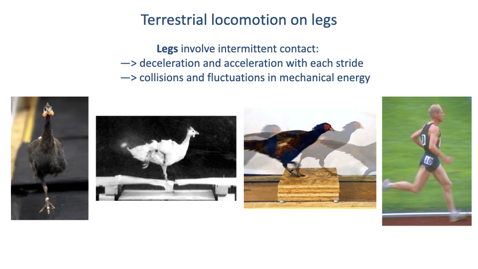Slide titled "Terrestrial locomotion on legs" with four photographs of legged animals in motion: a chicken with foot down, a high-speed strobe of a guinea fowl, a guinea fowl on a step, and a human runner. Two annotations: legs involve intermittent contact, with deceleration and acceleration each stride and collisional fluctuations in mechanical energy.