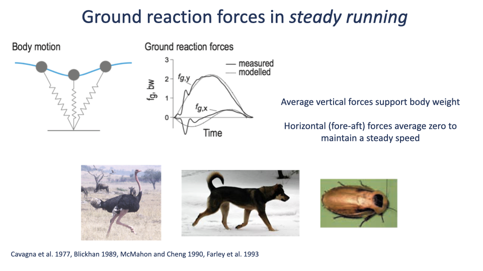 Slide titled "Ground reaction forces in steady running" with three components: top-left, a stick-figure body-spring schematic showing the body center of mass following a bouncing trajectory across three steps; top-middle, a plot of measured (solid) and modeled (dashed) GRF showing vertical (f_g,y) and horizontal (f_g,x) traces over time; top-right, side annotation "Average vertical forces support body weight; horizontal (fore-aft) forces average zero to maintain steady speed." Bottom: photographs of an ostrich, a dog, and a cockroach. Citations: Cavagna et al. 1977, Blickhan 1989, McMahon and Cheng 1990, Farley et al. 1993.