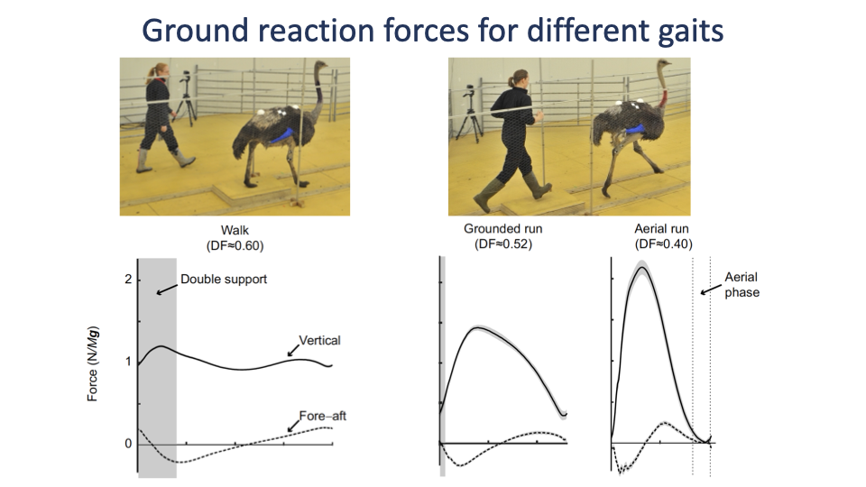 Slide titled "Ground reaction forces for different gaits" with three columns of photographs (Walk DF=0.60; Grounded run DF=0.52; Aerial run DF=0.40) of human and ostrich subjects, each above a force-vs-time trace showing vertical (solid) and fore-aft (dashed) GRF. Walk shows a double-hump (M-shape) vertical force with a "Double support" shaded region. Grounded run shows a single, smoother peak. Aerial run shows a tall single peak with an "Aerial phase" gap between contacts. Citation Nilsson & Thorstensson 1989.