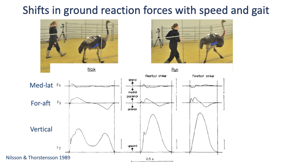 Slide titled "Shifts in ground reaction forces with speed and gait" showing photographs of a human walking next to an ostrich and running next to an ostrich, above a 3×3 grid of GRF traces (medio-lateral, fore-aft, vertical) for Walk (left column), Run rear-foot strike (middle), and Run forefoot strike (right). The vertical-force trace for the rear-foot-strike runner shows a small early "impact peak" before the main peak; the forefoot-strike runner shows a smoother rise without that impact peak. Citation: Nilsson & Thorstensson 1989.