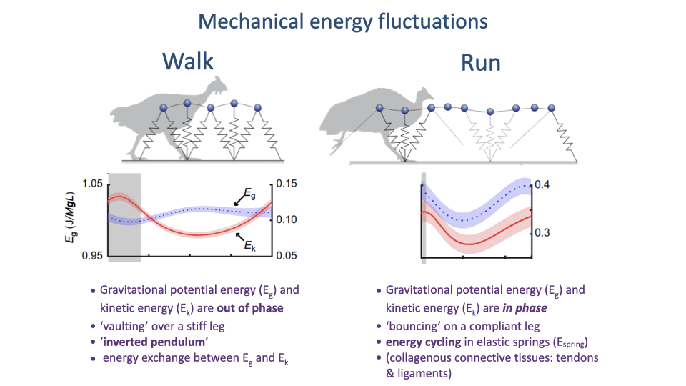 Slide titled "Mechanical energy fluctuations" with two columns (Walk, Run). Each column shows a stick-figure ostrich silhouette with a sphere-and-spring leg model and a plot of mechanical energy across one stride: gravitational potential energy E_g (blue dashed) and kinetic energy E_k (red solid). For Walk: E_g and E_k are out of phase (E_g peaks at mid-stance, E_k troughs at mid-stance). For Run: E_g and E_k are in phase (both decrease together at landing, both increase together at push-off). Walk bullets: out of phase, "vaulting" over a stiff leg, "inverted pendulum," energy exchange between E_g and E_k. Run bullets: in phase, "bouncing" on a compliant leg, energy cycling in elastic springs (E_spring), in collagenous connective tissues (tendons & ligaments).