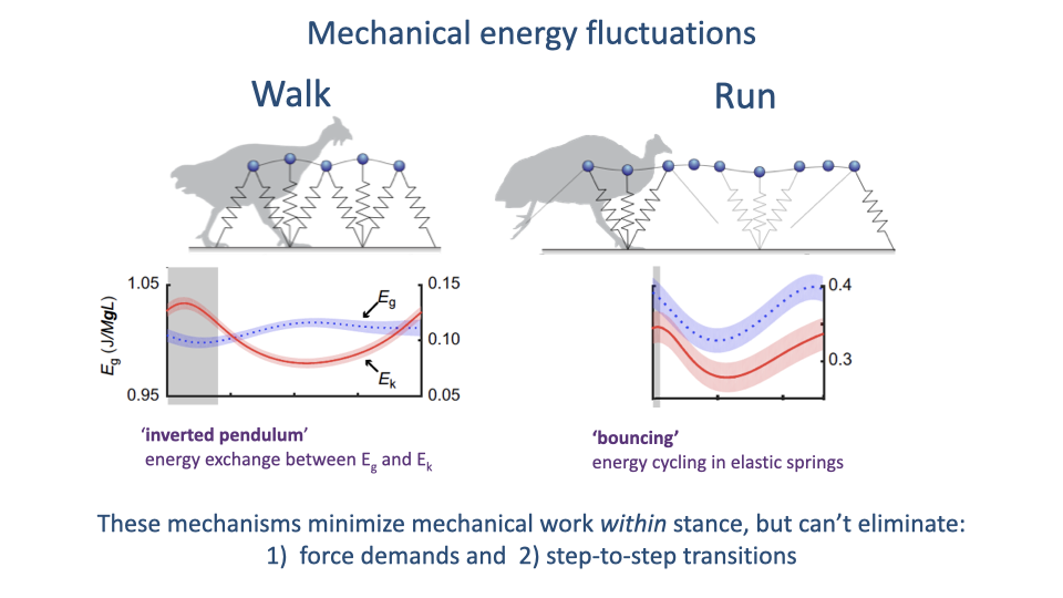 Slide reproducing the Slide 16 figure with simplified annotations: under Walk, "inverted pendulum — energy exchange between E_g and E_k"; under Run, "bouncing — energy cycling in elastic springs." Additional bottom annotation: "These mechanisms minimize mechanical work within stance, but can't eliminate (1) force demands and (2) step-to-step transitions."