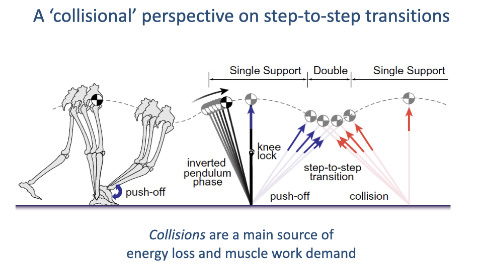 Slide titled "A 'collisional' perspective on step-to-step transitions" reproducing a figure from Art Kuo. Left: skeletal cartoon of a human walker showing inverted-pendulum phase, push-off, and collision at heel strike. Right: schematic of the body center-of-mass trajectory across single support, double support, and the next single support — push-off arrows from the trailing leg (blue) and collision arrows from the leading leg (red) labeled "step-to-step transition." Bottom annotation: "Collisions are a main source of energy loss and muscle work demand."