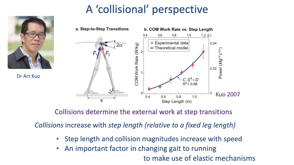 Slide titled "A 'collisional' perspective" reproducing a Kuo 2007 figure with a portrait of Dr. Art Kuo on the left. Panel a: stick-figure illustration of a step-to-step transition with leg angle 2α, force vectors F₁ and F₂, and step length s. Panel b: scatter plot of center-of-mass work rate (W/kg) vs. step length (m) for experimental data (red squares) and a theoretical model (blue) of the form C·s⁴ + D, with R² = 0.96. Bottom bullets: collisions determine the external work at step transitions; collisions increase with step length (relative to a fixed leg length); step length and collision magnitudes increase with speed; an important factor in changing gait to running to make use of elastic mechanisms.