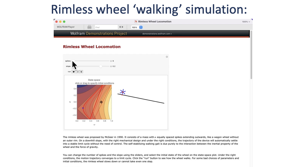 Slide titled "Rimless wheel 'walking' simulation" showing a screenshot of the Wolfram Demonstrations Project "Rimless Wheel Locomotion" model. Sliders set the number of spokes (e.g., 6) and the slope of the ramp (e.g., 0.2). The state-space plot shows trajectory contours; an inset description (McGeer 1990) explains that a rimless wheel with n equally spaced spikes can roll passively down a slope and settle into a stable limit cycle without active control.