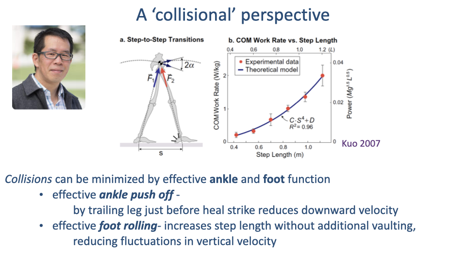 Slide titled "A 'collisional' perspective" showing the same Kuo 2007 figure with the portrait of Dr. Art Kuo. Bottom annotation: "Collisions can be minimized by effective ankle and foot function: effective ankle push-off — by trailing leg just before heel strike reduces downward velocity; effective foot rolling — increases step length without additional vaulting, reducing fluctuations in vertical velocity."