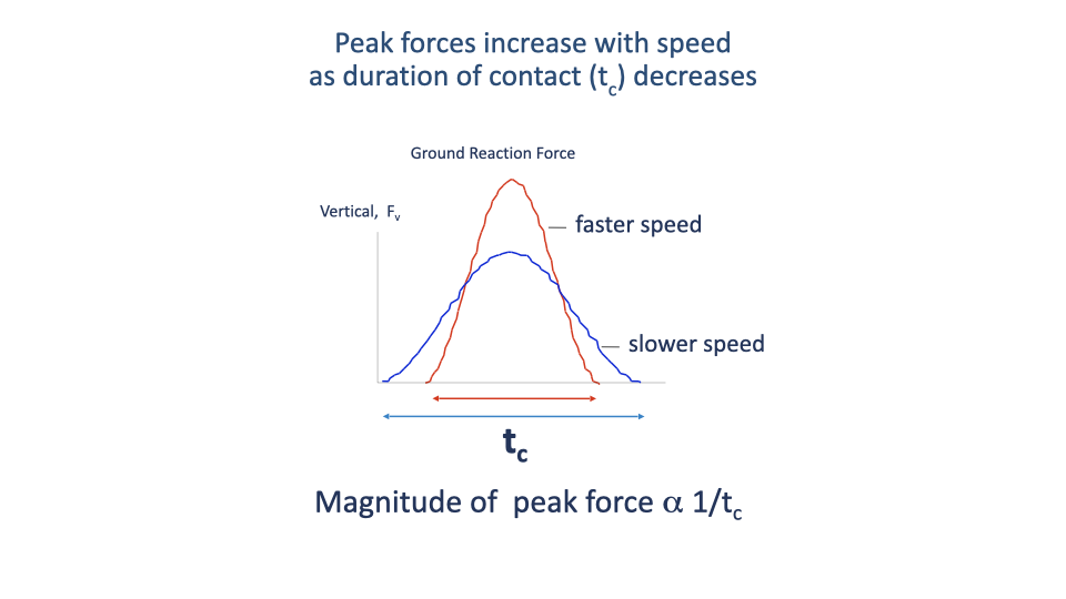 Slide titled "Peak forces increase with speed as duration of contact (t_c) decreases" showing two superimposed bell-shaped vertical-GRF traces vs. time. The blue "slower speed" curve has a wider, shorter peak; the red "faster speed" curve has a narrower, taller peak. Both traces have their own t_c span marked below. Footer: "Magnitude of peak force ∝ 1/t_c."