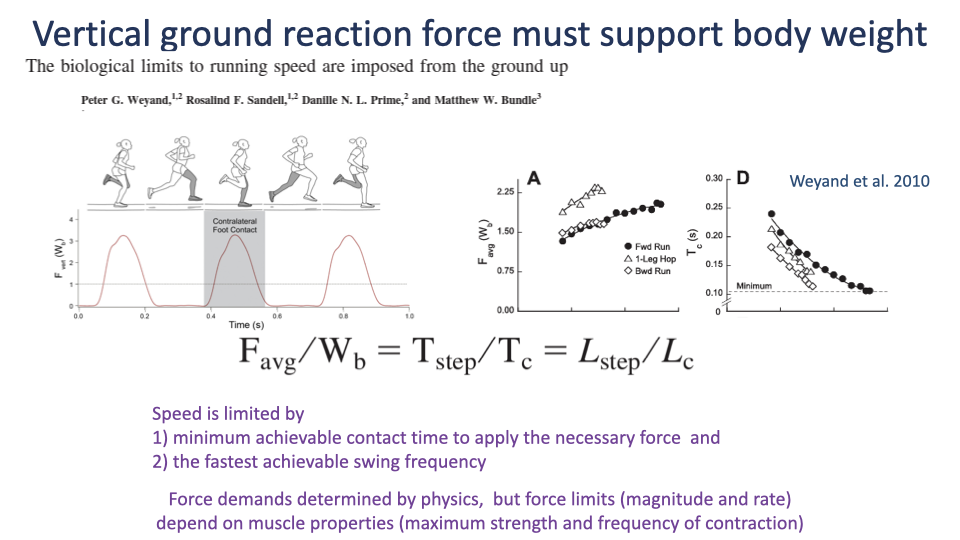 Slide titled "Vertical ground reaction force must support body weight" reproducing a figure from Weyand et al. 2010 — "The biological limits to running speed are imposed from the ground up." Top-left: stick-figure schematic showing rear-leg, mid-leg, and forward-leg postures during stance. Center: equation F_avg / W_b = T_step / T_c = L_step / L_c. Right (Panel A): F_avg/W_b vs. running speed for three gait types (forward run, one-legged hop, backward run). Right (Panel D): minimum t_c vs. speed across the same gaits. Bottom annotations: "Speed is limited by (1) the minimum achievable contact time to apply the necessary force, and (2) the fastest achievable swing frequencies. Force demands determined by physics, but force limits (magnitude and rate) depend on muscle properties (maximum strength and frequency of contraction)."