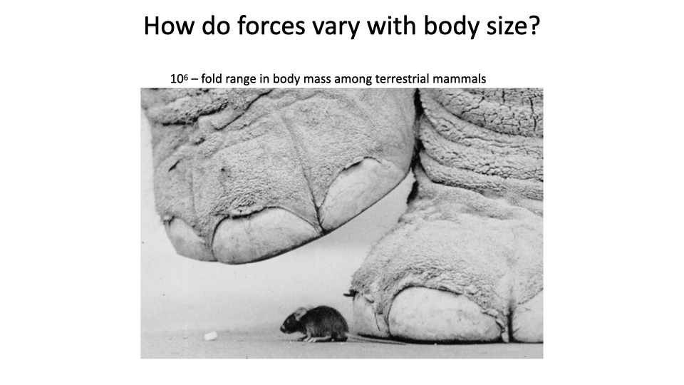 Slide titled "How do forces vary with body size?" with a black-and-white photograph of an elephant's foot next to a small mouse, illustrating the ~10⁶-fold range in body mass among terrestrial mammals.
