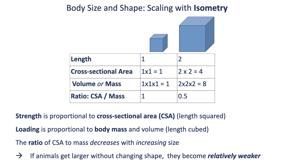 Slide titled "Body Size and Shape: Scaling with Isometry" with two cubes (small, side length 1; large, side length 2). A table compares length, cross-sectional area, volume/mass, and CSA/mass ratio: at length 1, CSA = 1, volume = 1, ratio = 1; at length 2, CSA = 4, volume = 8, ratio = 0.5. Bullets: strength is proportional to cross-sectional area (length²); loading is proportional to body mass and volume (length³); the ratio of CSA to mass decreases with increasing size; if animals get larger without changing shape, they become relatively weaker.